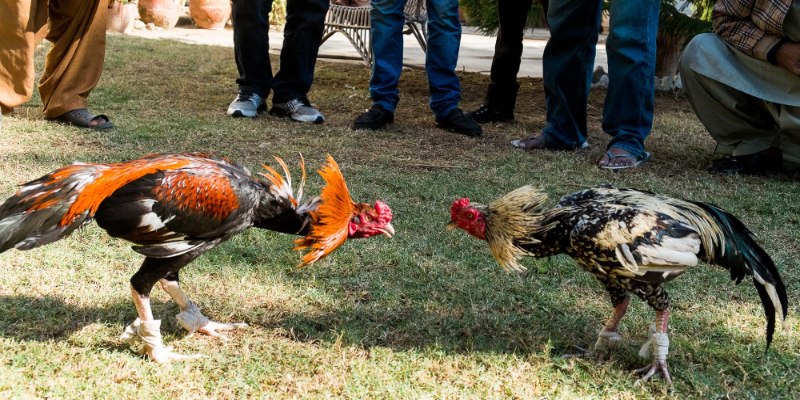 Đôi nét về dịch vụ trực tiếp đá gà 8KBET