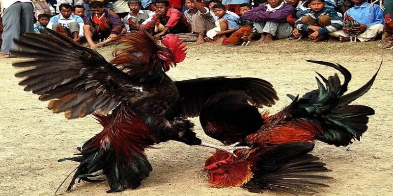 Thời gian tổ chức thi đấu