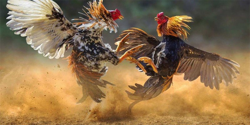 Thông tin các trận đá gà online VIP 8KBET
