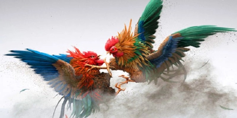 Thông tin về dịch vụ đá gà cựa sắt
