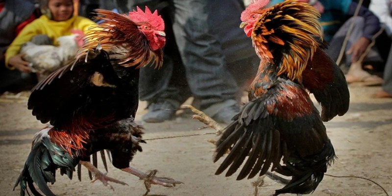Trực Tiếp Đá Gà 8KBET – Giải Trí Đỉnh Cao Kịch Tính